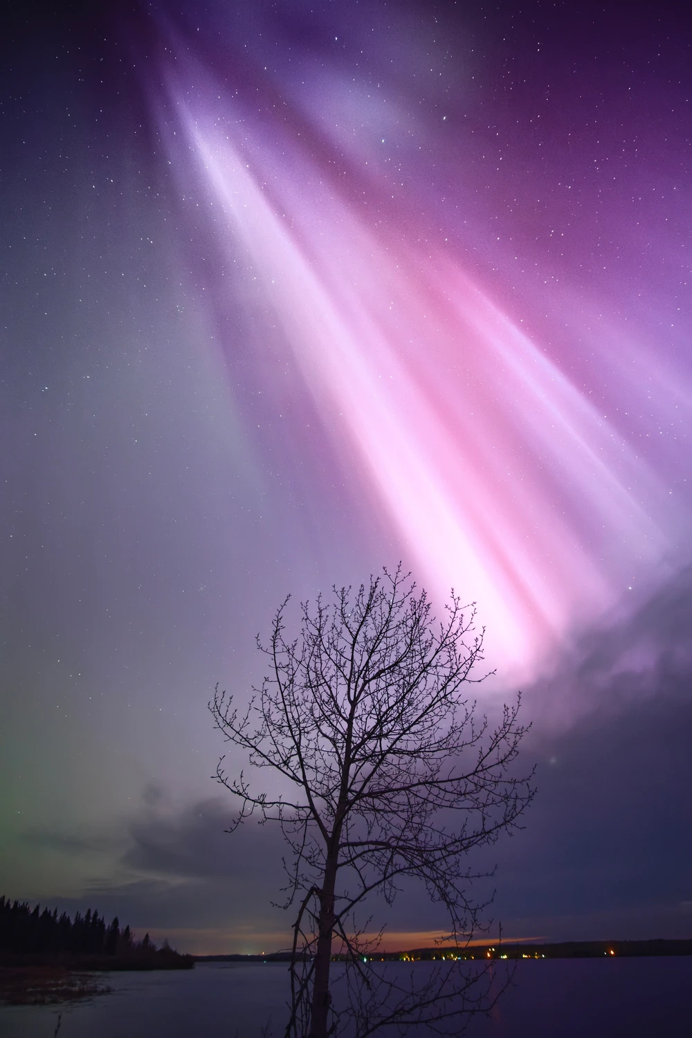 Pink aurora rays and stars above the silhouette of a bare tree.