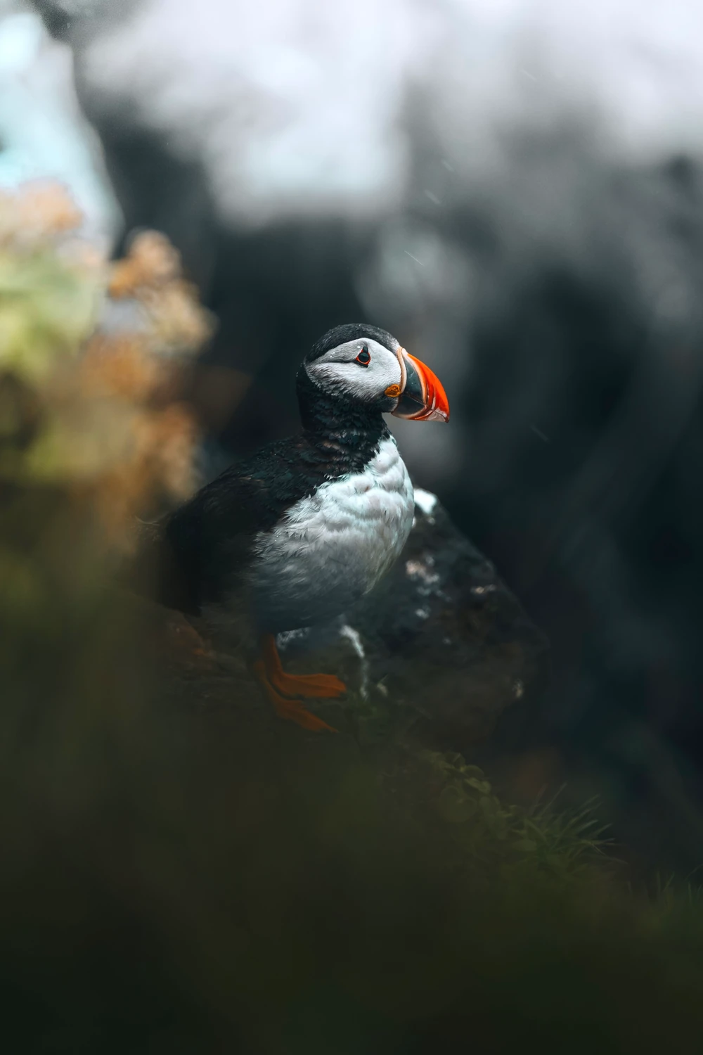A puffin framed by soft foliage and a dark background.