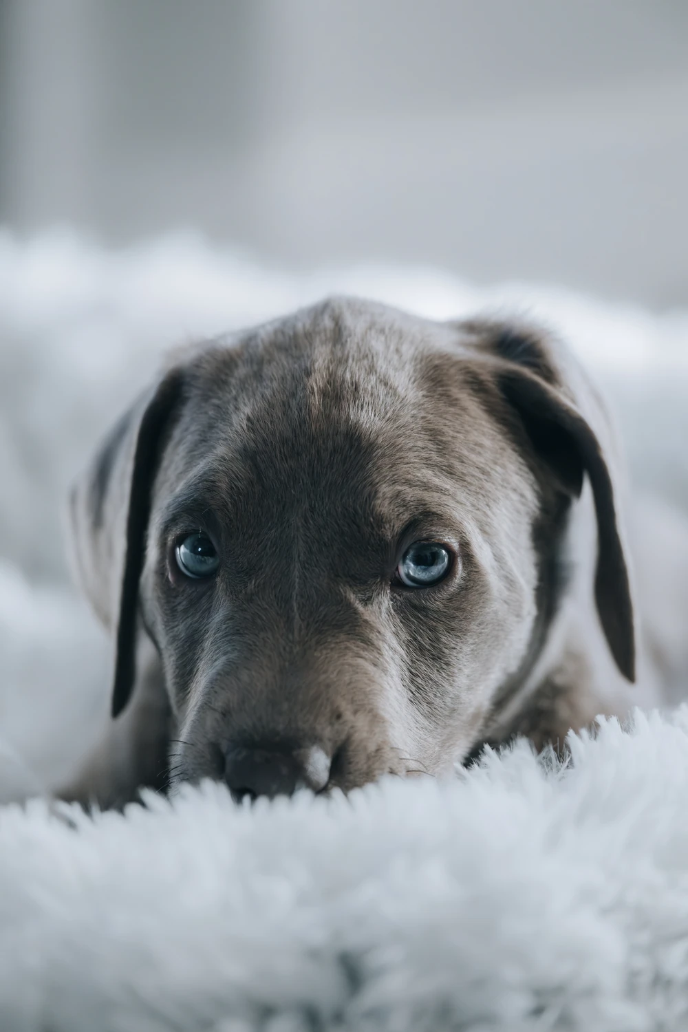 A grey puppy resting its chin on a soft white blanket.