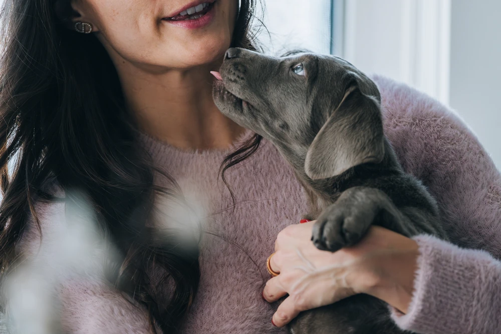 A puppy looking up toward the person holding it.