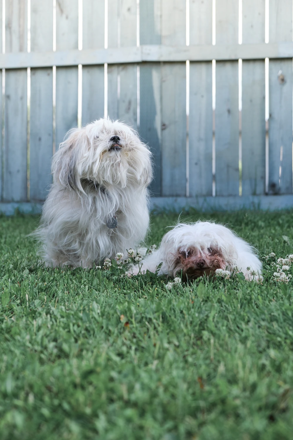 Two small shaggy dogs sitting in grass beside a wooden fence.