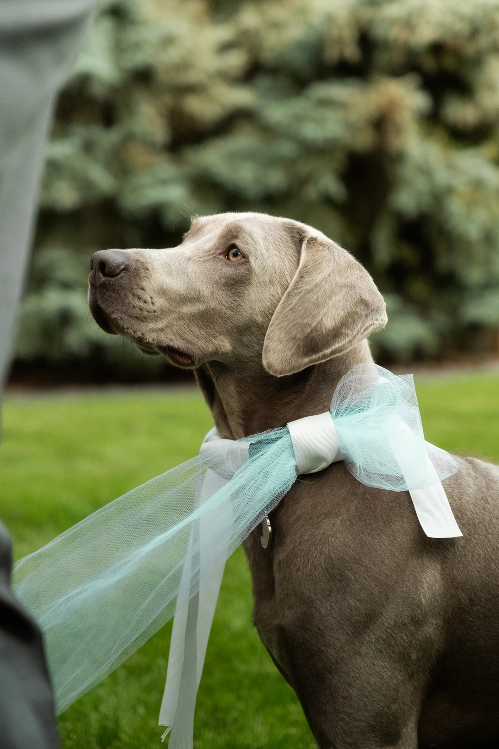 A dog wearing a bow at the wedding celebration.