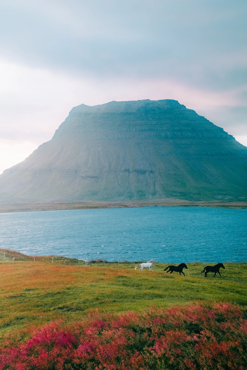 Horses crossing colourful grass beside blue water and a steep-sided mountain in Iceland.