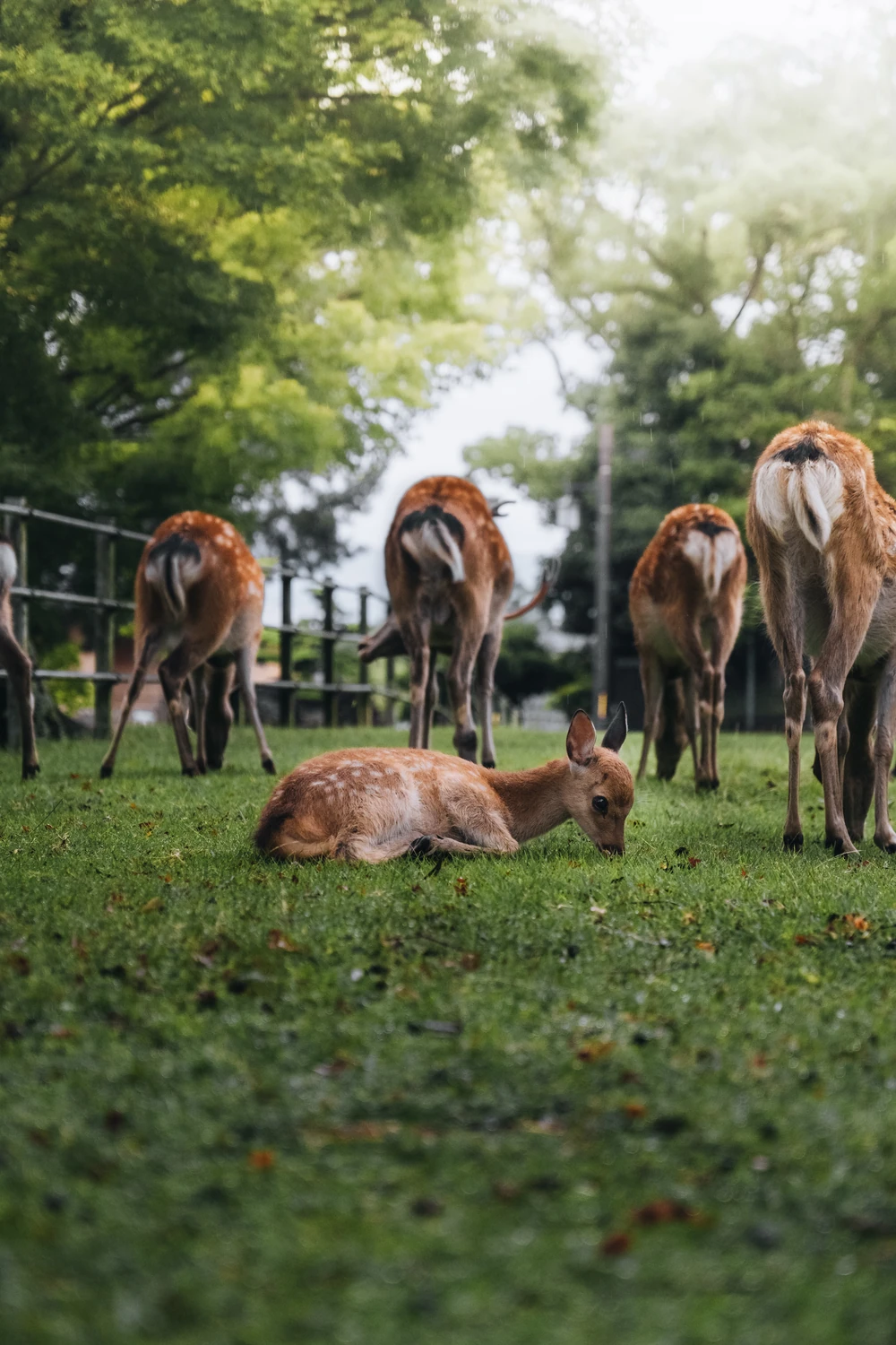 A young deer resting on green grass in Nara, Japan with other deer standing beneath leafy trees.